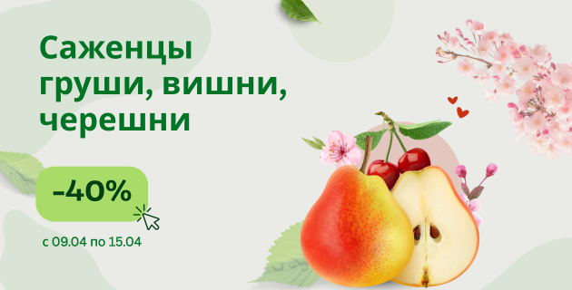 Целая неделя скидок! -40% на саженцы груши, вишни и черешни! ЗАВЕРШЕНА.