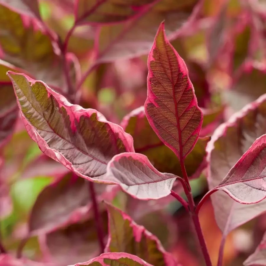 Дерен белый Миракл, С3 - Dolinasad.by