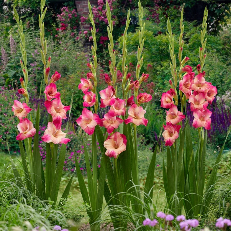 Гладиолус Априкот Бабл Гам - Dolinasad.by