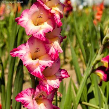Гладиолус Тедс Трамп - Dolinasad.by