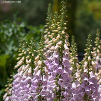 Наперстянка пурпурная Виртуоза Лавендер - Dolinasad.by