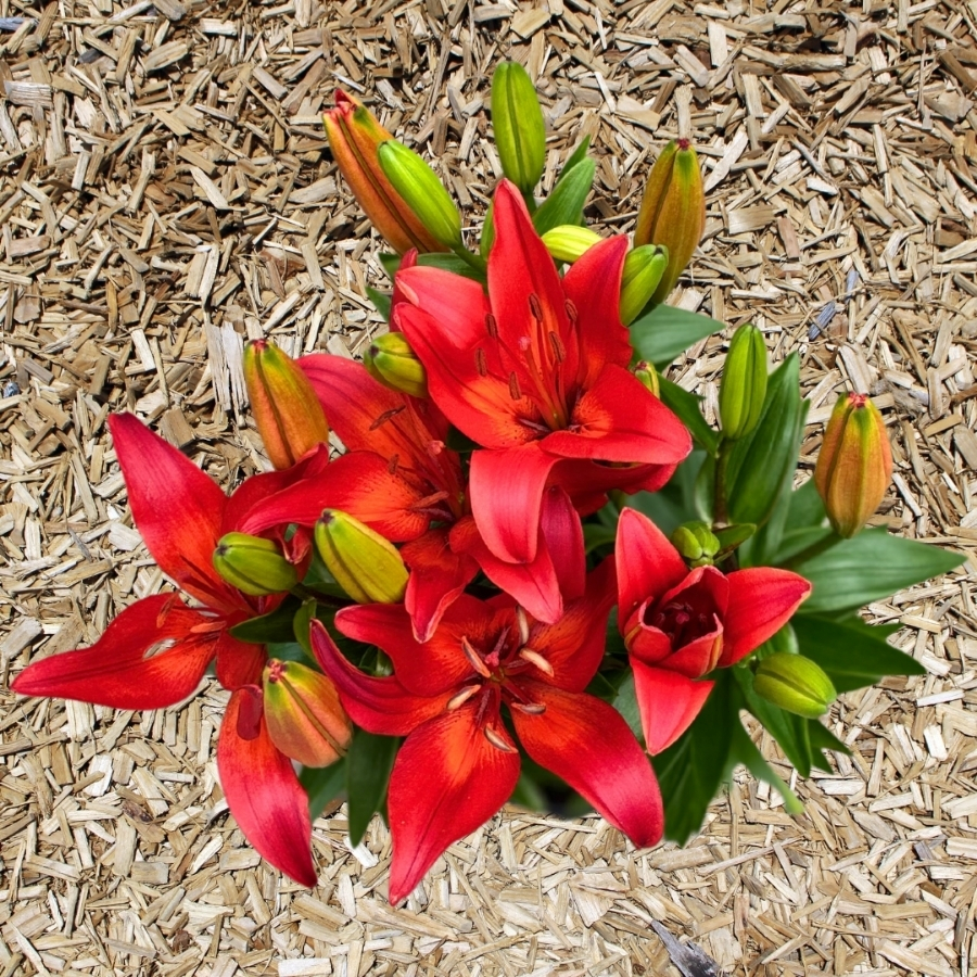 Лилия Матрикс Лайн Лилия Матрикс Лайн - Dolinasad.by