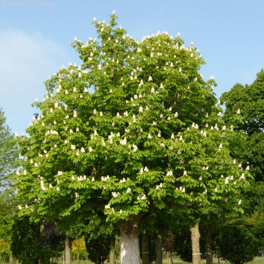 Конский каштан обыкновенный, С3 - Dolinasad.by