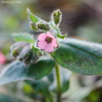 Медуница сахаратная Дора Белефелд - Dolinasad.by