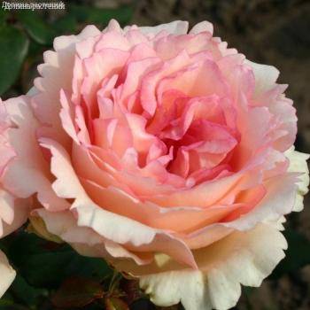 Роза Суиенер де Баден Баден в горшке - Dolinasad.by