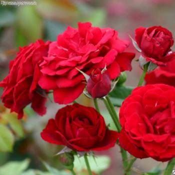 Роза Ален в горшке - Dolinasad.by