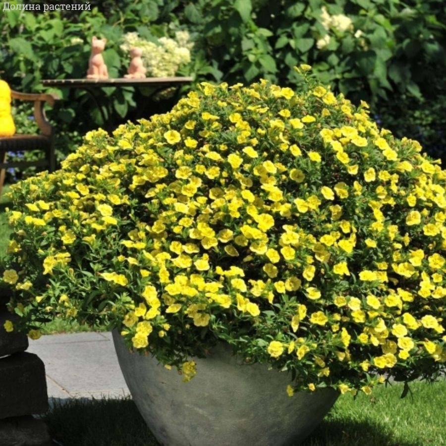 Калибрахоа Алоха Дабл  Китрик - Dolinasad.by