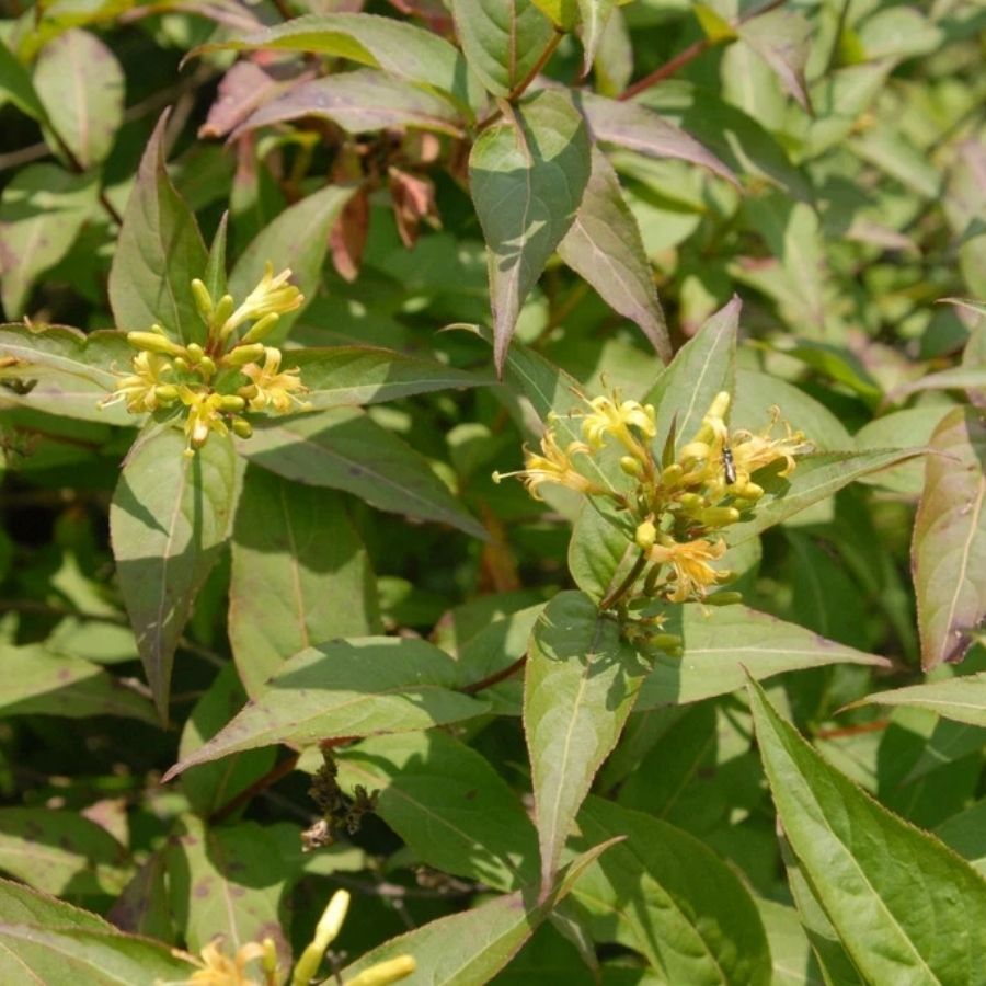 Диервилла сидячелистная Баттерфляй, С3 - Dolinasad.by