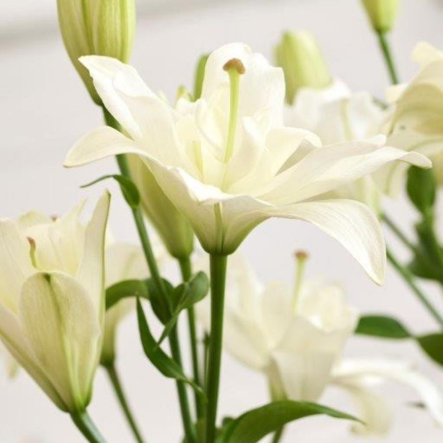 Лилия Бельведер - Dolinasad.by