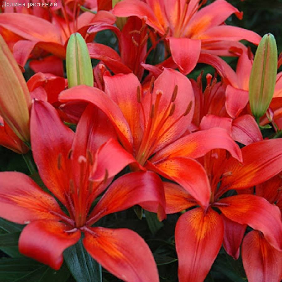 Лилия Матрикс Лайн Лилия Матрикс Лайн - Dolinasad.by