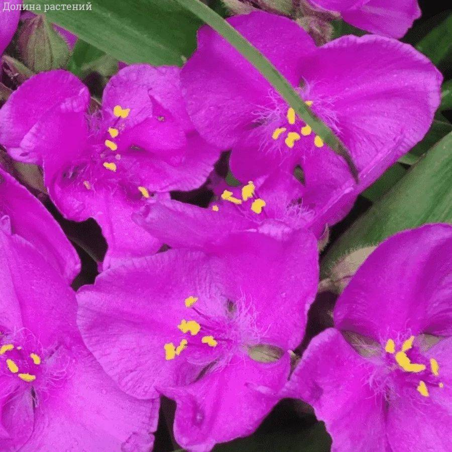 Традесканция андерсона Карминглут - Dolinasad.by