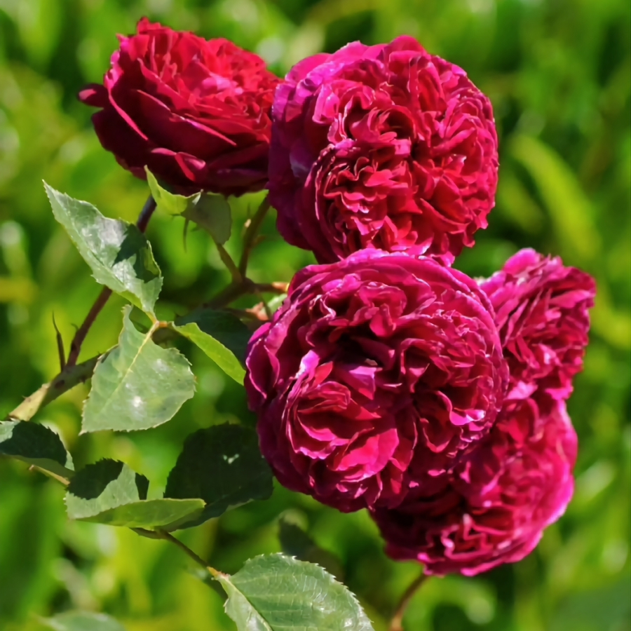 Роза Алфалоп в горшке - Dolinasad.by