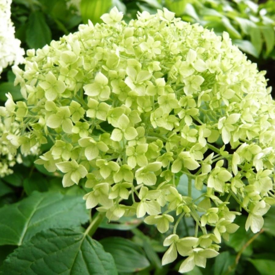 Гортензия древовидная Баунти - Dolinasad.by