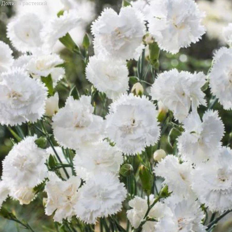 Гвоздика Свит Плеже Вайт - Dolinasad.by
