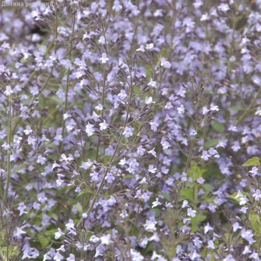 Душевик Блю Клауд - Dolinasad.by