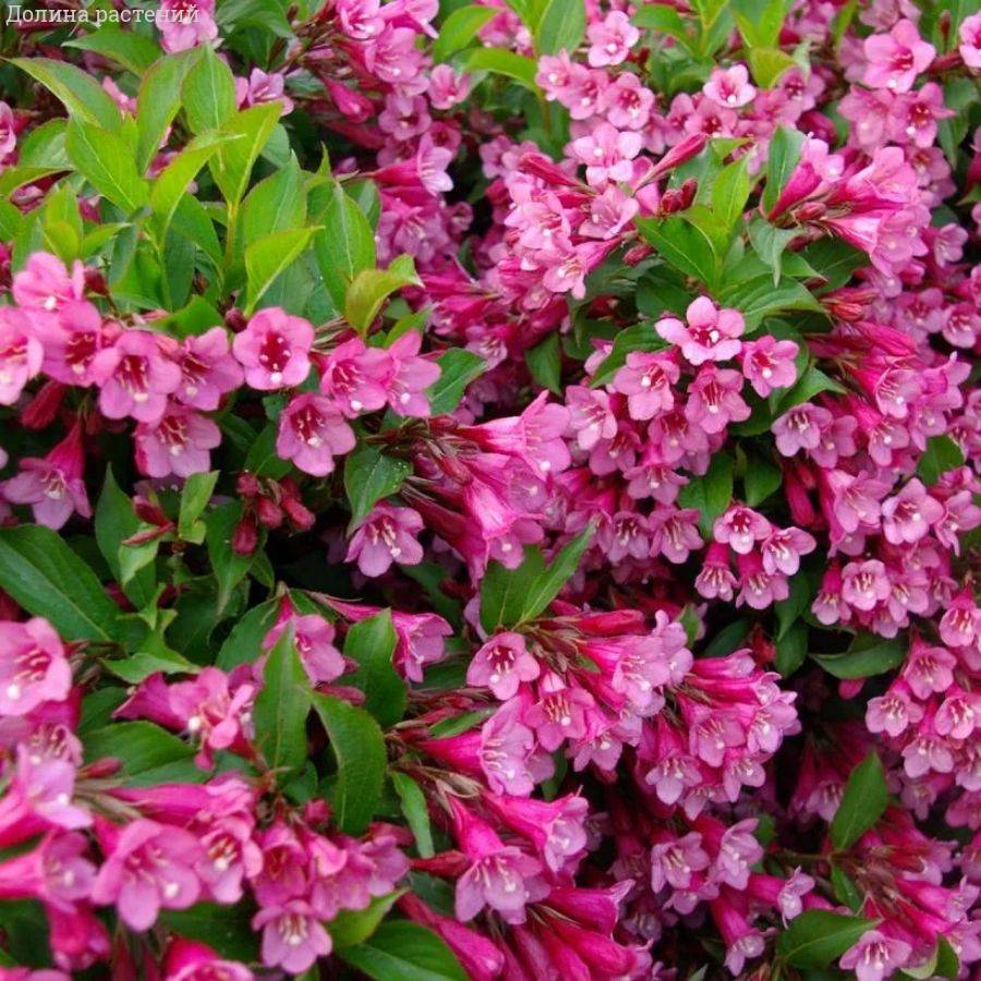 Вейгела Румба, С3 - Dolinasad.by