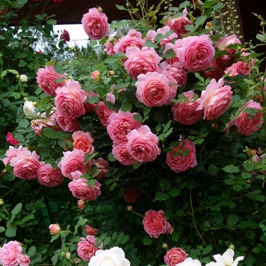 Роза Джубили Селебрейшн в горшке - Dolinasad.by