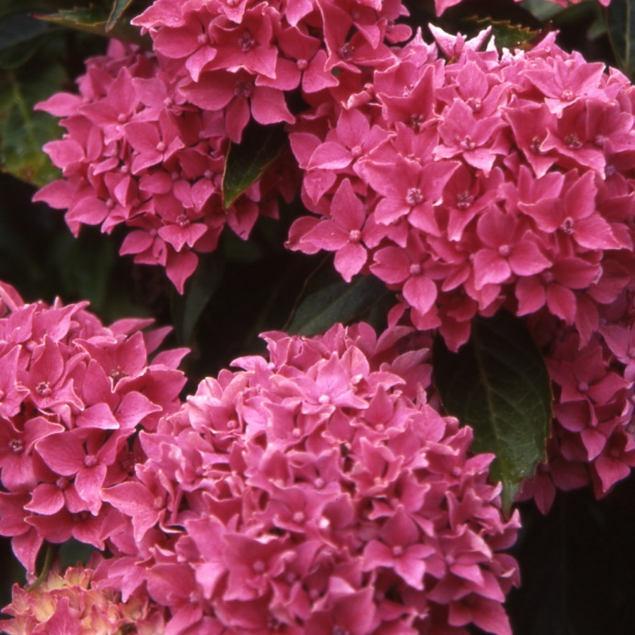 Гортензия крупнолистная Товелит Гортензия крупнолистная Товелит - Dolinasad.by