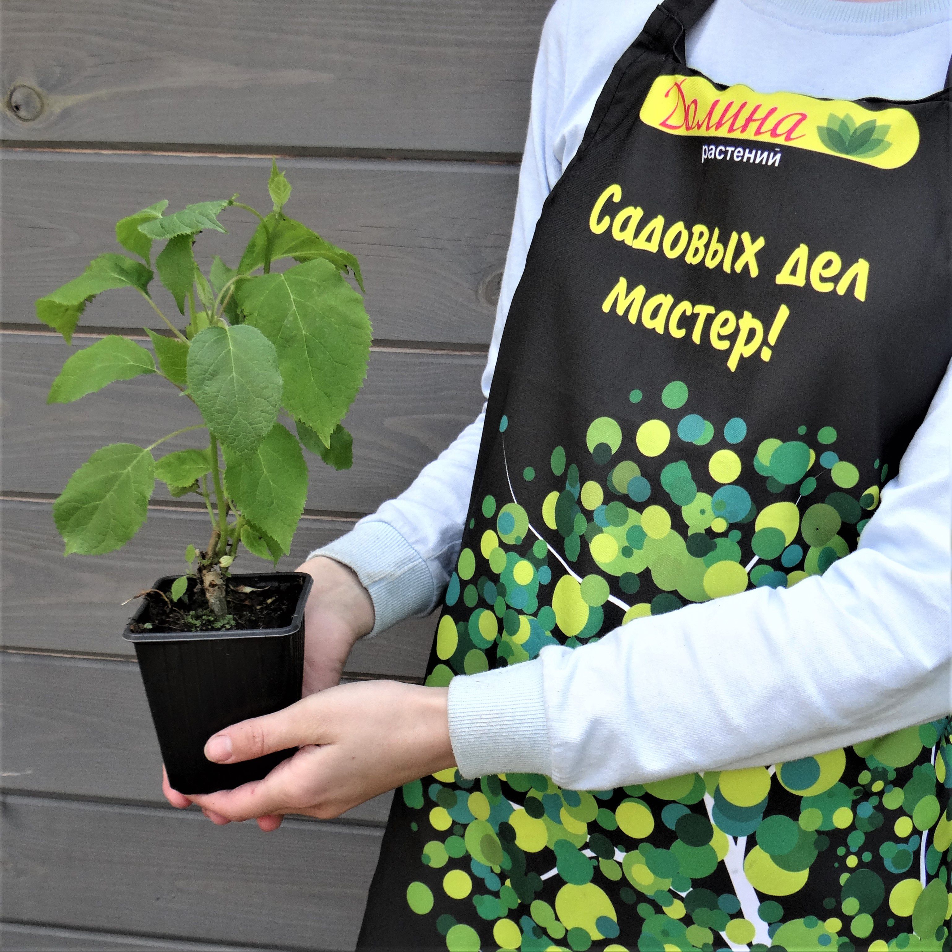 Гортензия древовидная Аннабель, С3 - Dolinasad.by