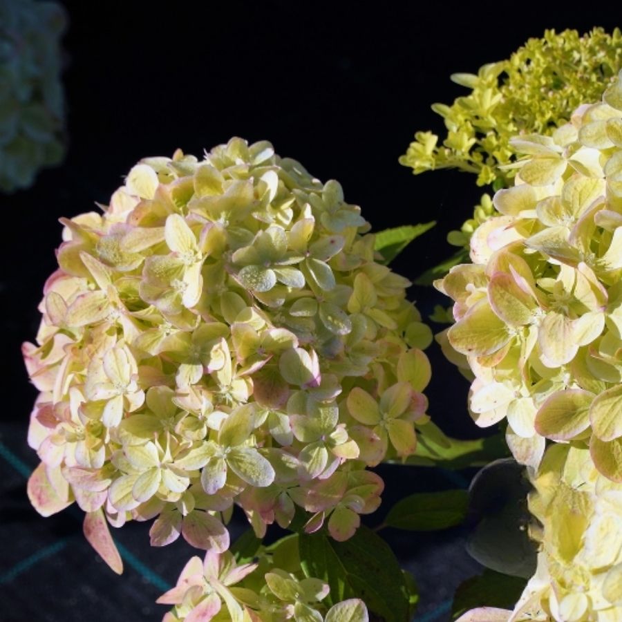 Гортензия метельчатая Литл Пассион, С3 - Dolinasad.by