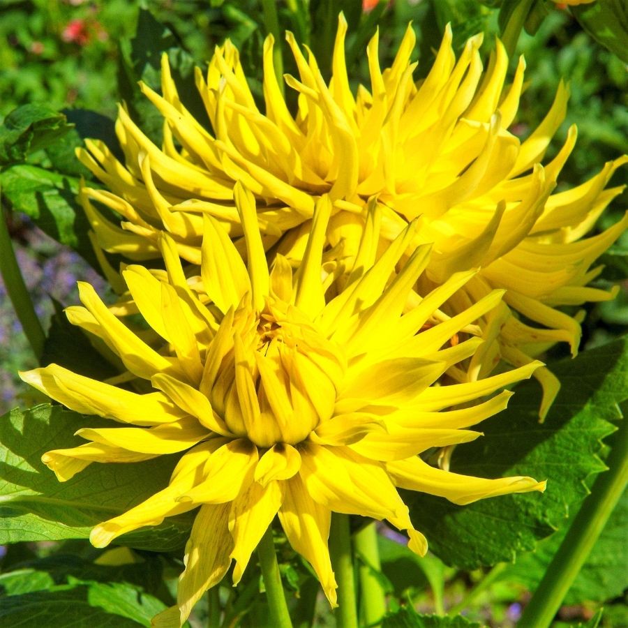 Георгина Еллоу Стар - Dolinasad.by