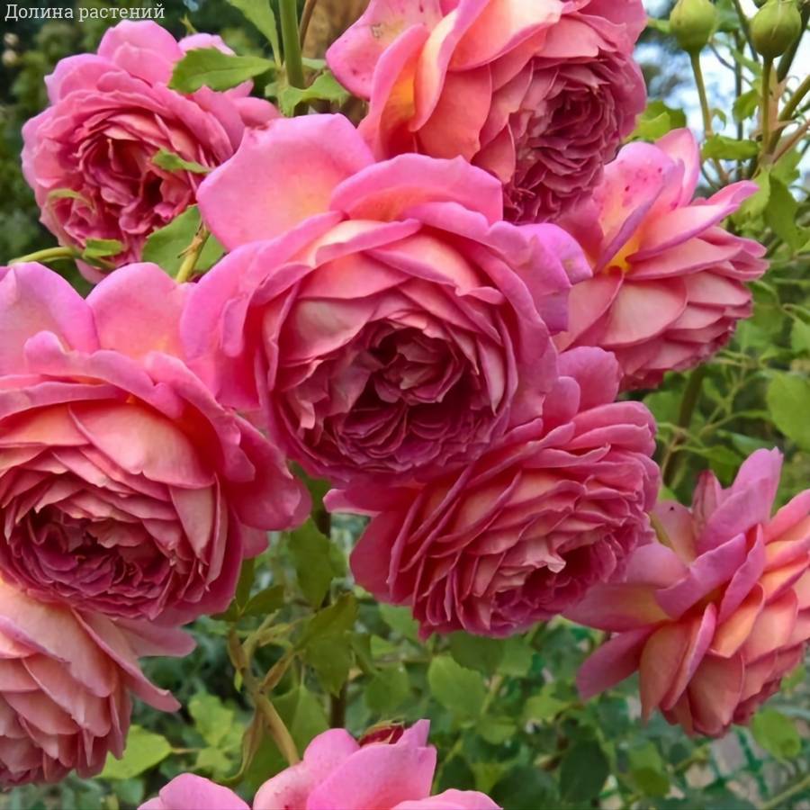 Роза Джубили Селебрейшн - Dolinasad.by