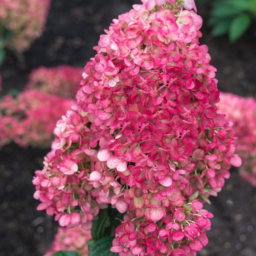 Гортензия метельчатая Стробери Блоссом, С3 - Dolinasad.by