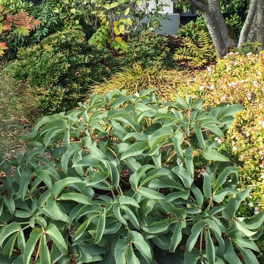 Морозник Сильвер Лэйс - Dolinasad.by