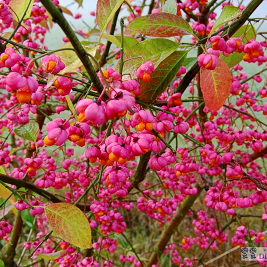 Бересклет крылатый, С3 - Dolinasad.by
