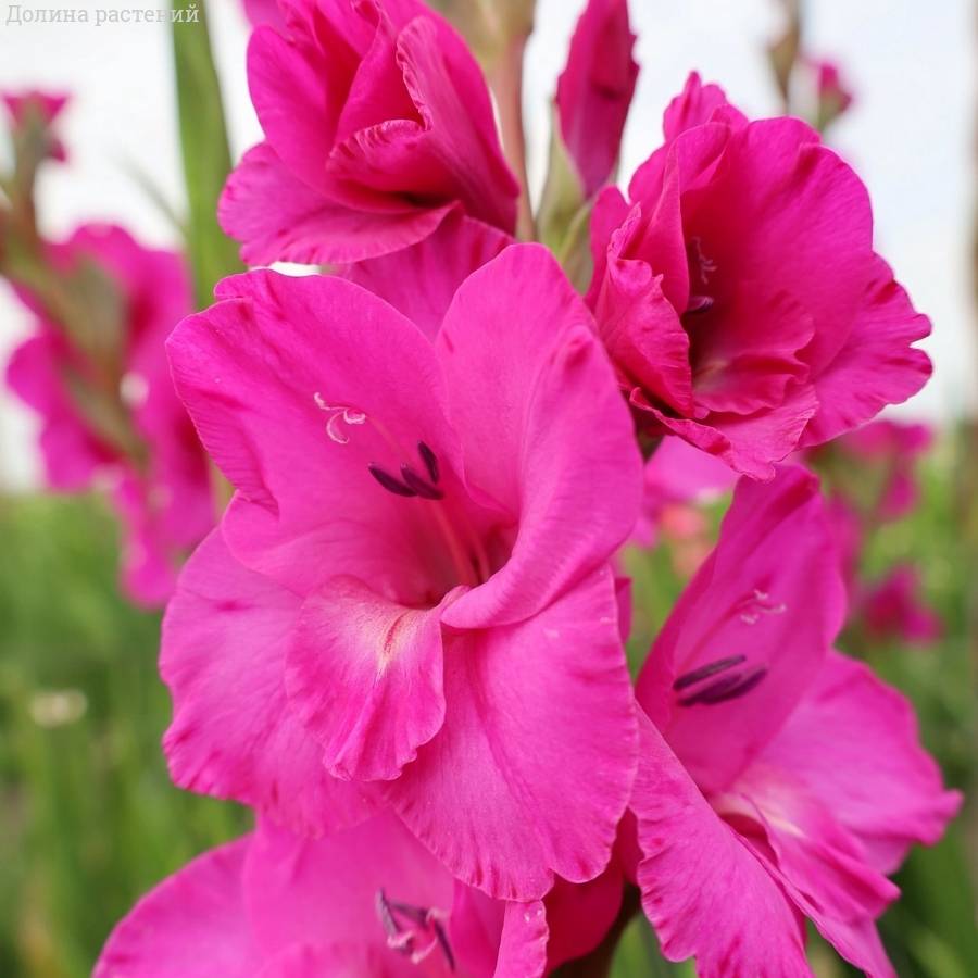 Гладиолус Фуксия Темптейшн - Dolinasad.by