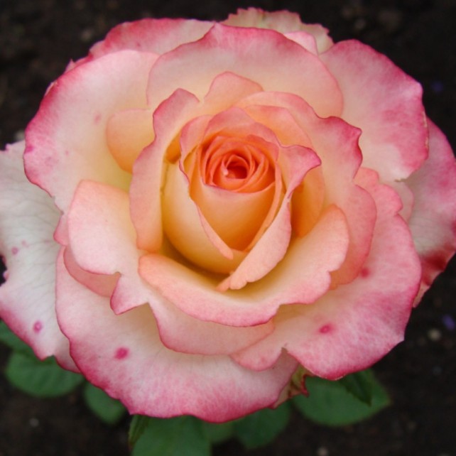 Роза Дуэт в горшке - Dolinasad.by