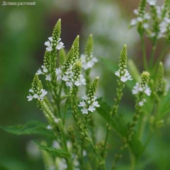 Вербена копьевидная Вайт Спайрс - Dolinasad.by