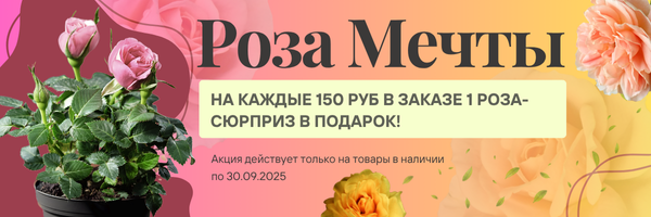 акция роза в подарок от 100 руб