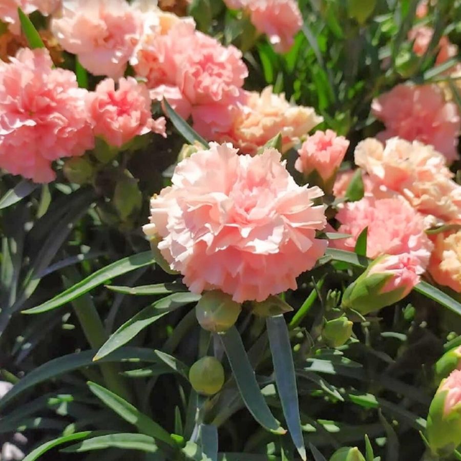 Гвоздика Свит Плеже Априкот - Dolinasad.by