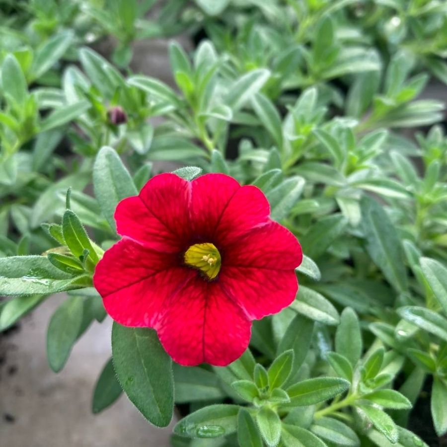 Калибрахоа Алоха Кона Черри Ред - Dolinasad.by