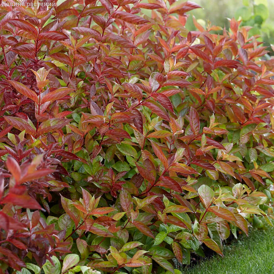 Вейгела цветущая Вингс оф Файер, С3 - Dolinasad.by