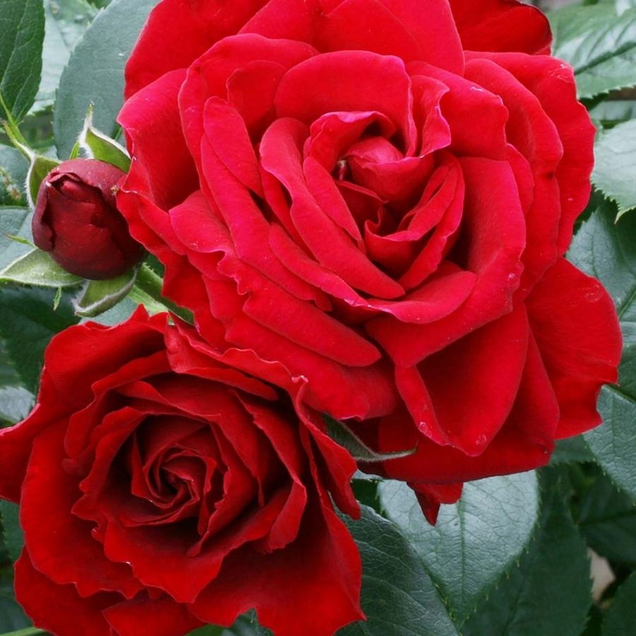 Роза Руби Вединг - Dolinasad.by