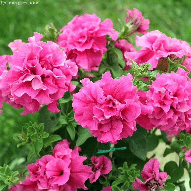 Петуния Махровые многоцветковая Дуо роуз фото