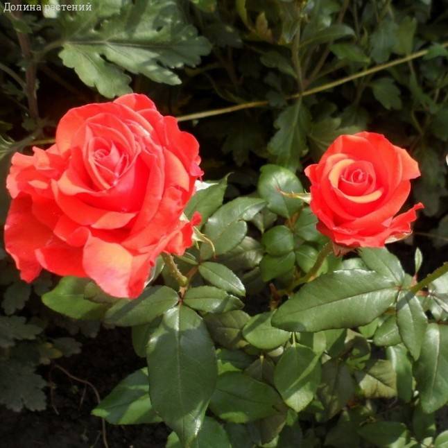 Роза Корветте в горшке - Dolinasad.by