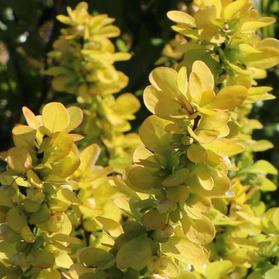 Барбарис Тунберга Ауреа, С3 - Dolinasad.by