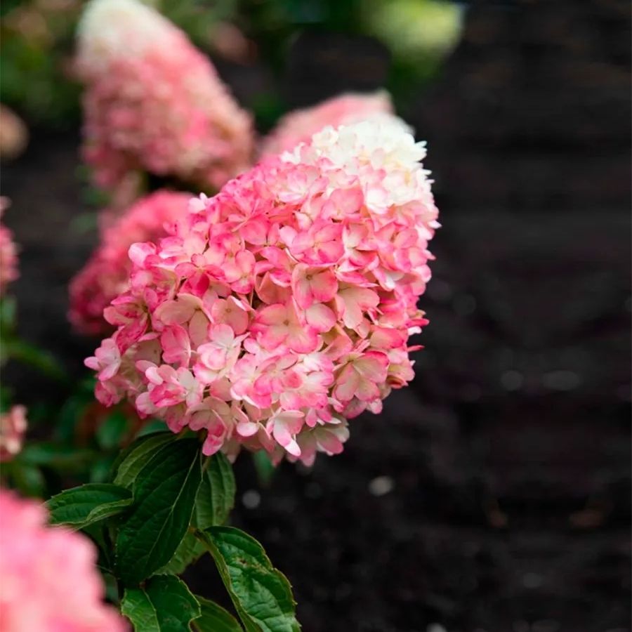 Гортензия метельчатая Расберри Пинк С3 - Dolinasad.by