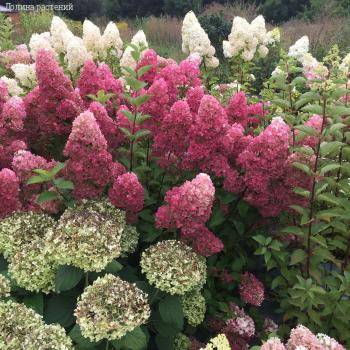 Гортензия метельчатая Краска Лесково - Dolinasad.by