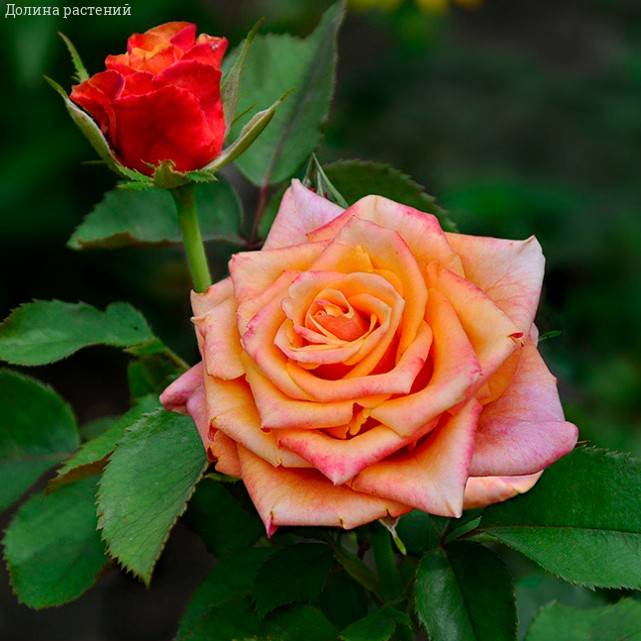 Роза Черри Бренди в горшке - Dolinasad.by