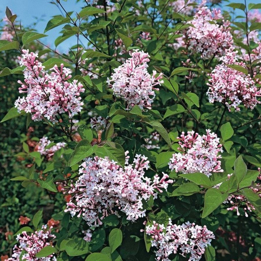 Сирень мелколистная Суперба, С3 - Dolinasad.by