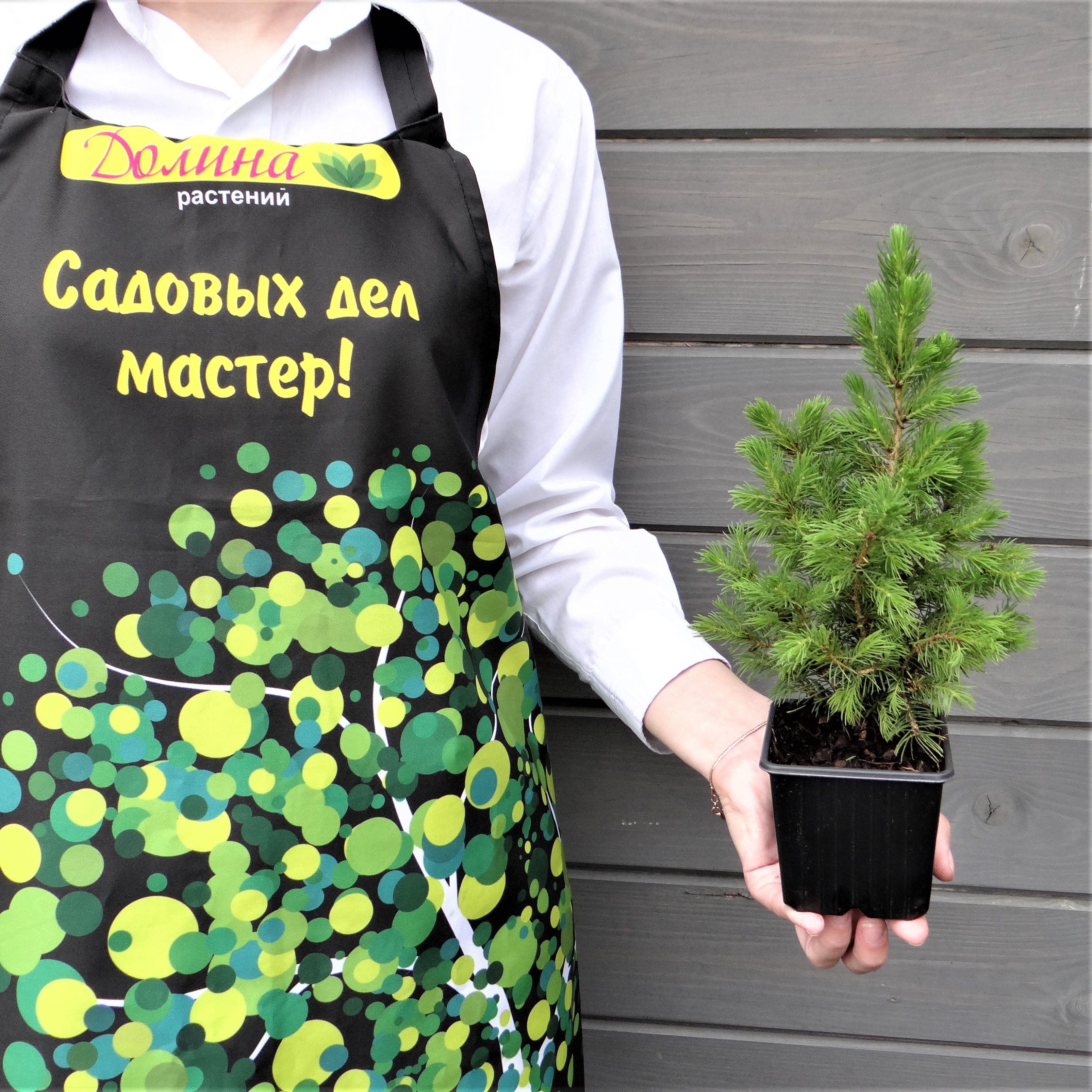 Ель сизая Коника Десембер, С3 - Dolinasad.by