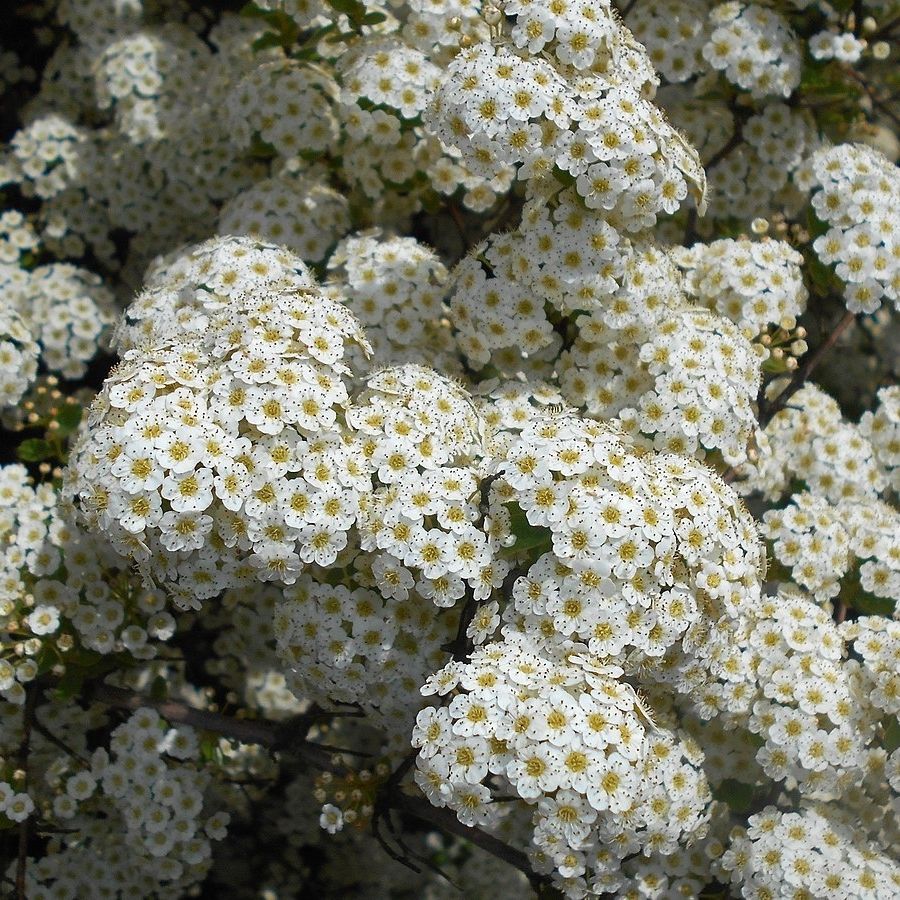 Спирея трехлопастная, С2 - Dolinasad.by