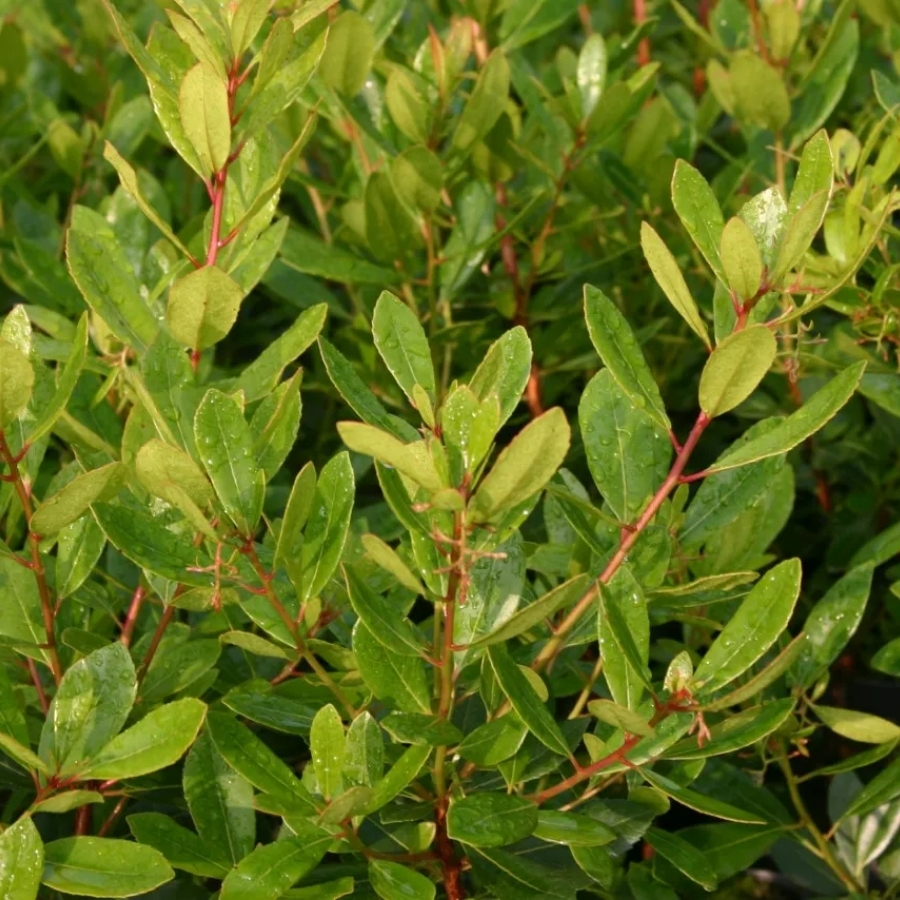 Земляничное дерево Кобра - Dolinasad.by