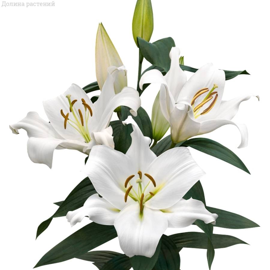 Лилия Замбези Лилия Замбези - Dolinasad.by