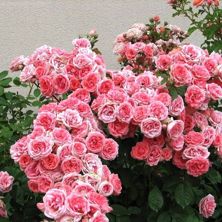 Роза Кимоно в горшке - Dolinasad.by