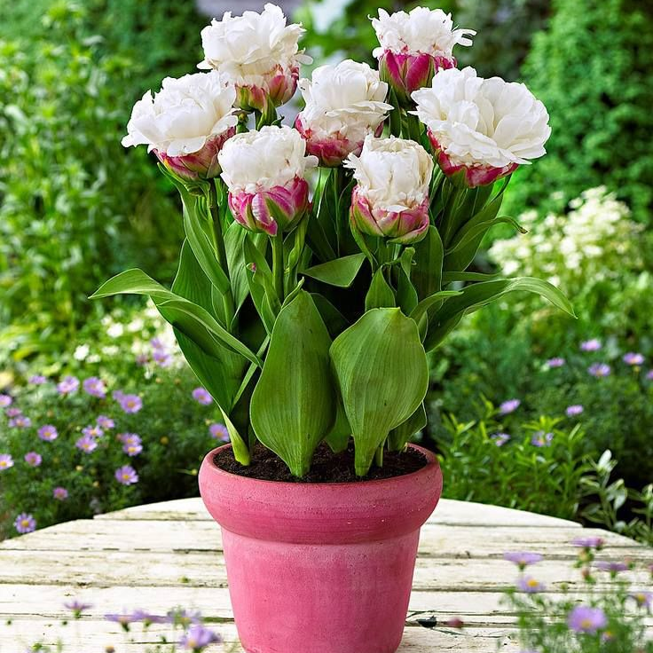 Тюльпан Дабл Полар фото